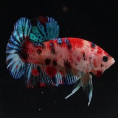 画像9: HMPK　キャンディ (9)