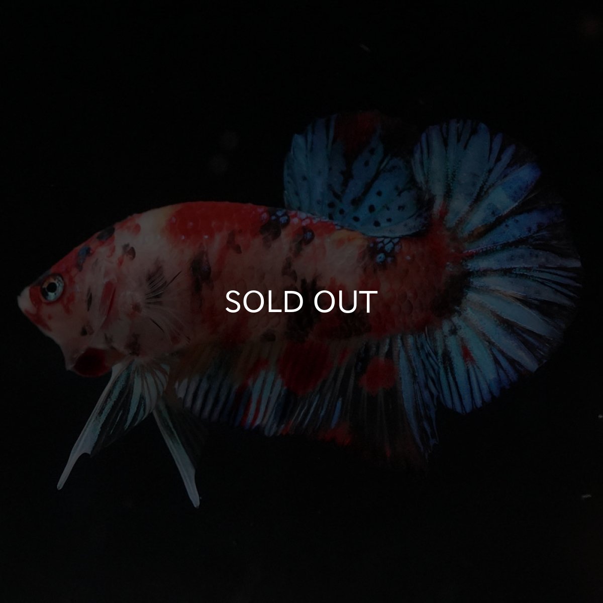 画像8: HMPK　キャンディ (8)