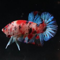 画像8: HMPK　キャンディ (8)