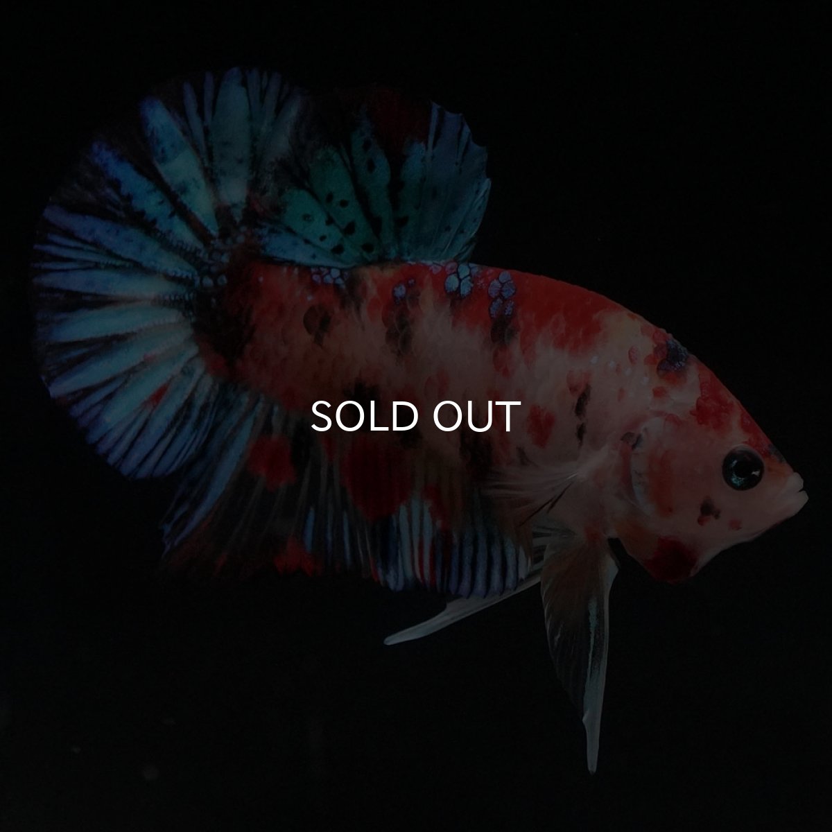 画像7: HMPK　キャンディ (7)