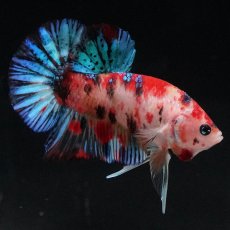 画像7: HMPK　キャンディ (7)