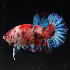 画像6: HMPK　キャンディ (6)