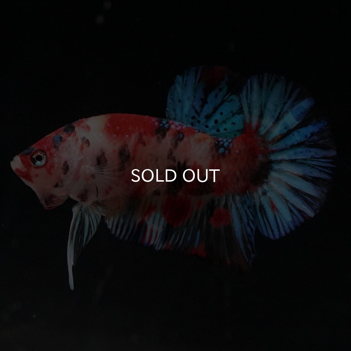 画像1: HMPK　キャンディ (1)