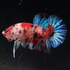 画像1: HMPK　キャンディ (1)