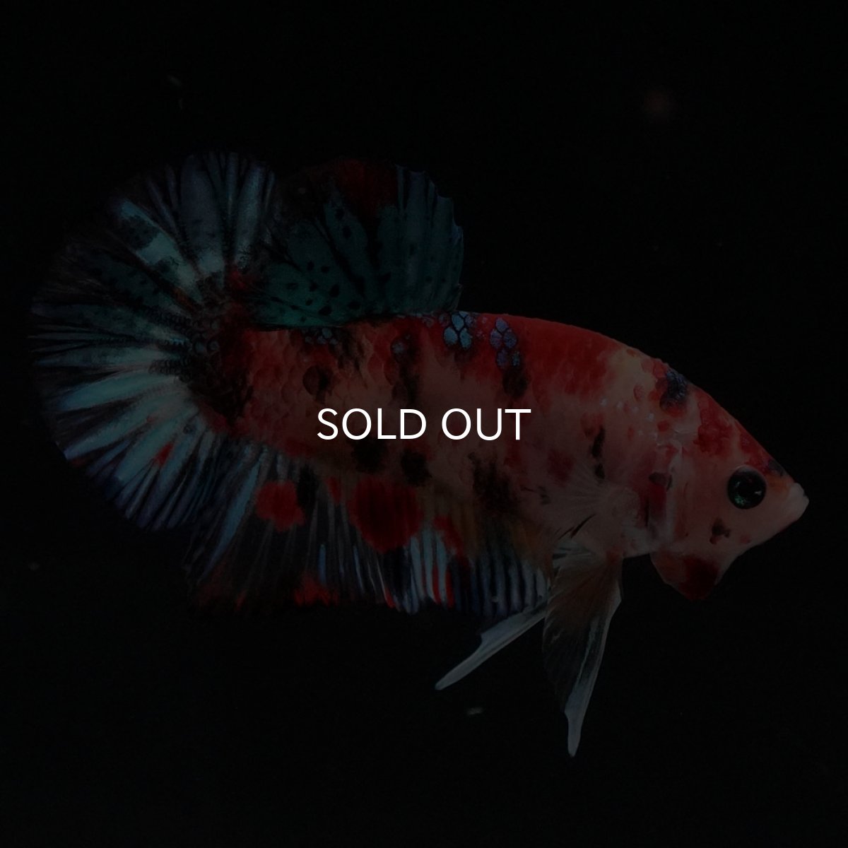 画像5: HMPK　キャンディ (5)