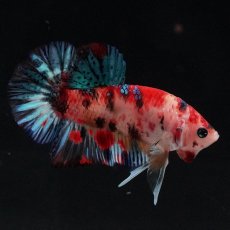 画像5: HMPK　キャンディ (5)