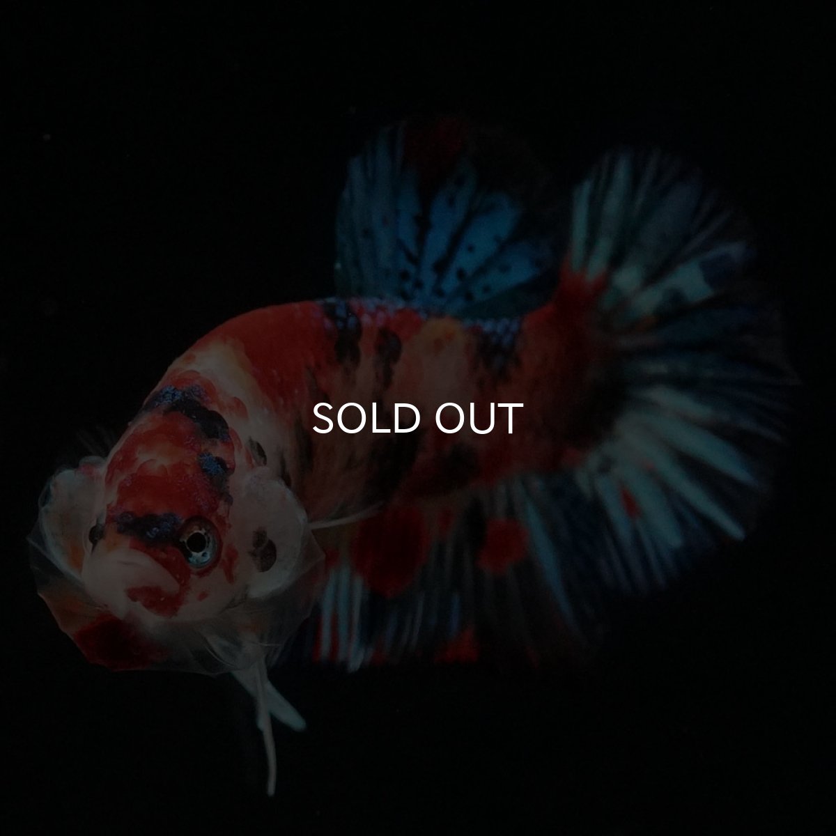 画像2: HMPK　キャンディ (2)