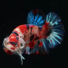 画像2: HMPK　キャンディ (2)