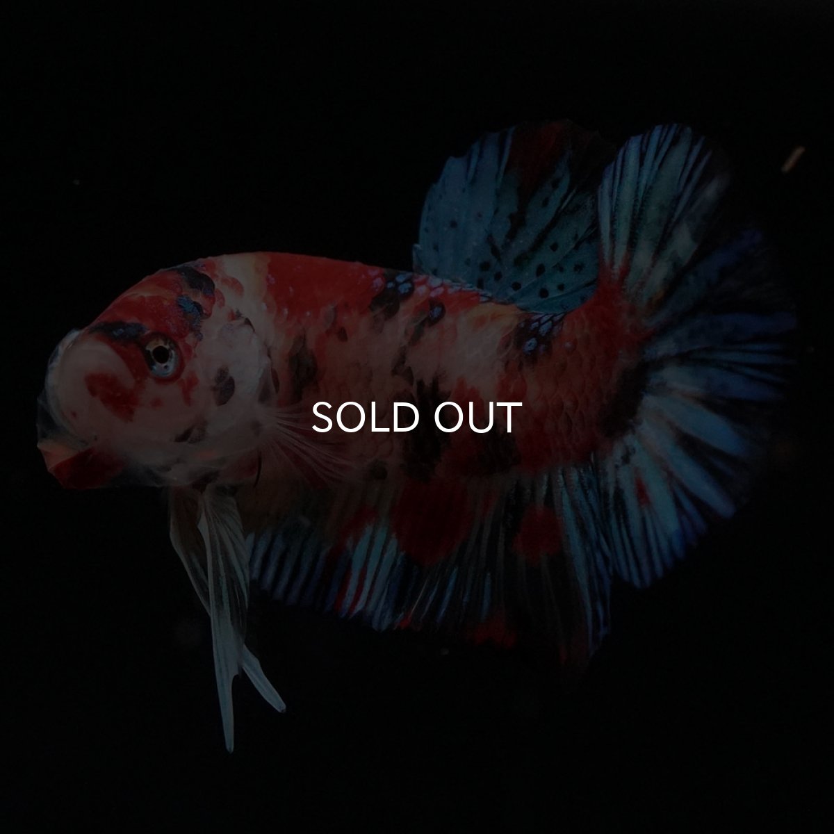 画像4: HMPK　キャンディ (4)