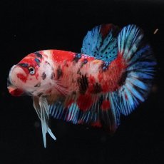 画像4: HMPK　キャンディ (4)