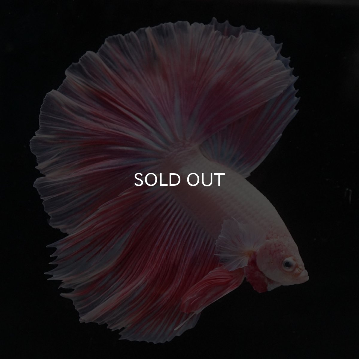 画像7: HM　ファンシー (7)