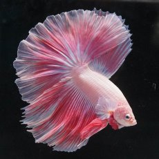 画像7: HM　ファンシー (7)