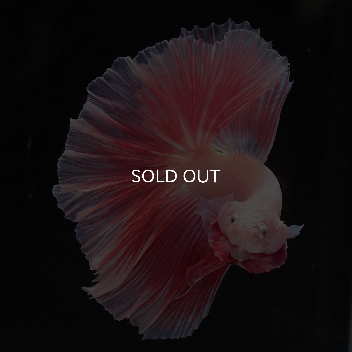 画像3: HM　ファンシー (3)