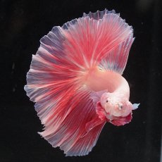 画像3: HM　ファンシー (3)