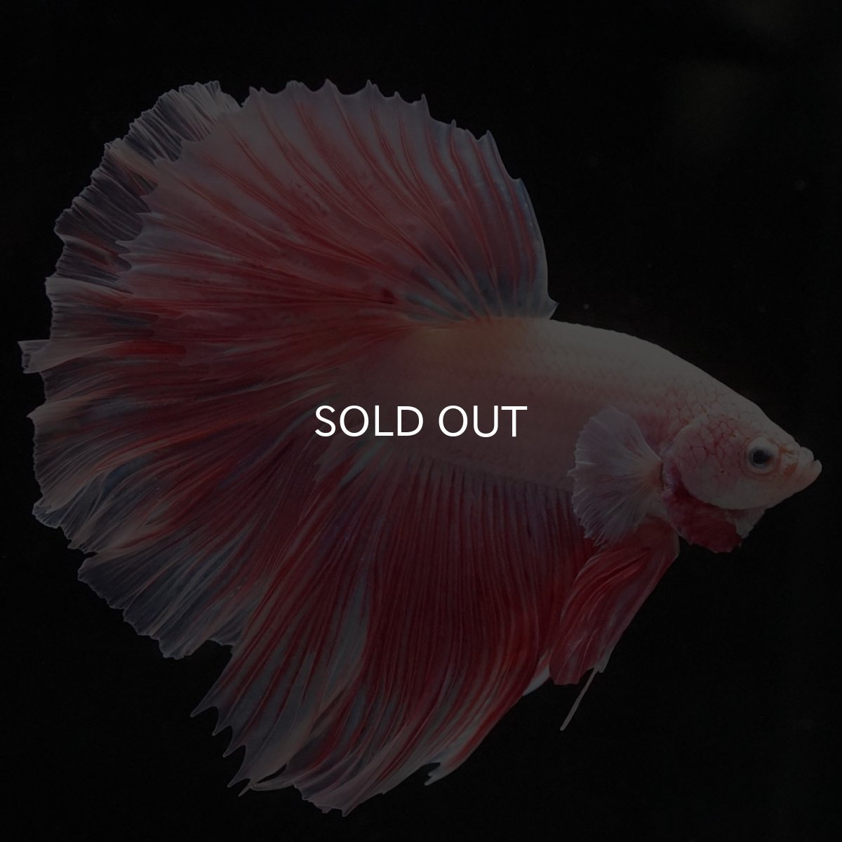 画像12: HM　ファンシー (12)