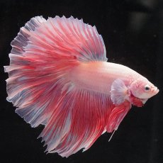 画像12: HM　ファンシー (12)