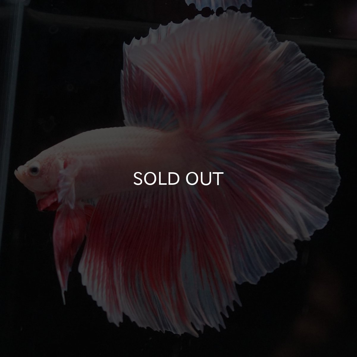 画像2: HM　ファンシー (2)