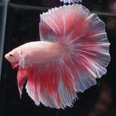 画像2: HM　ファンシー (2)