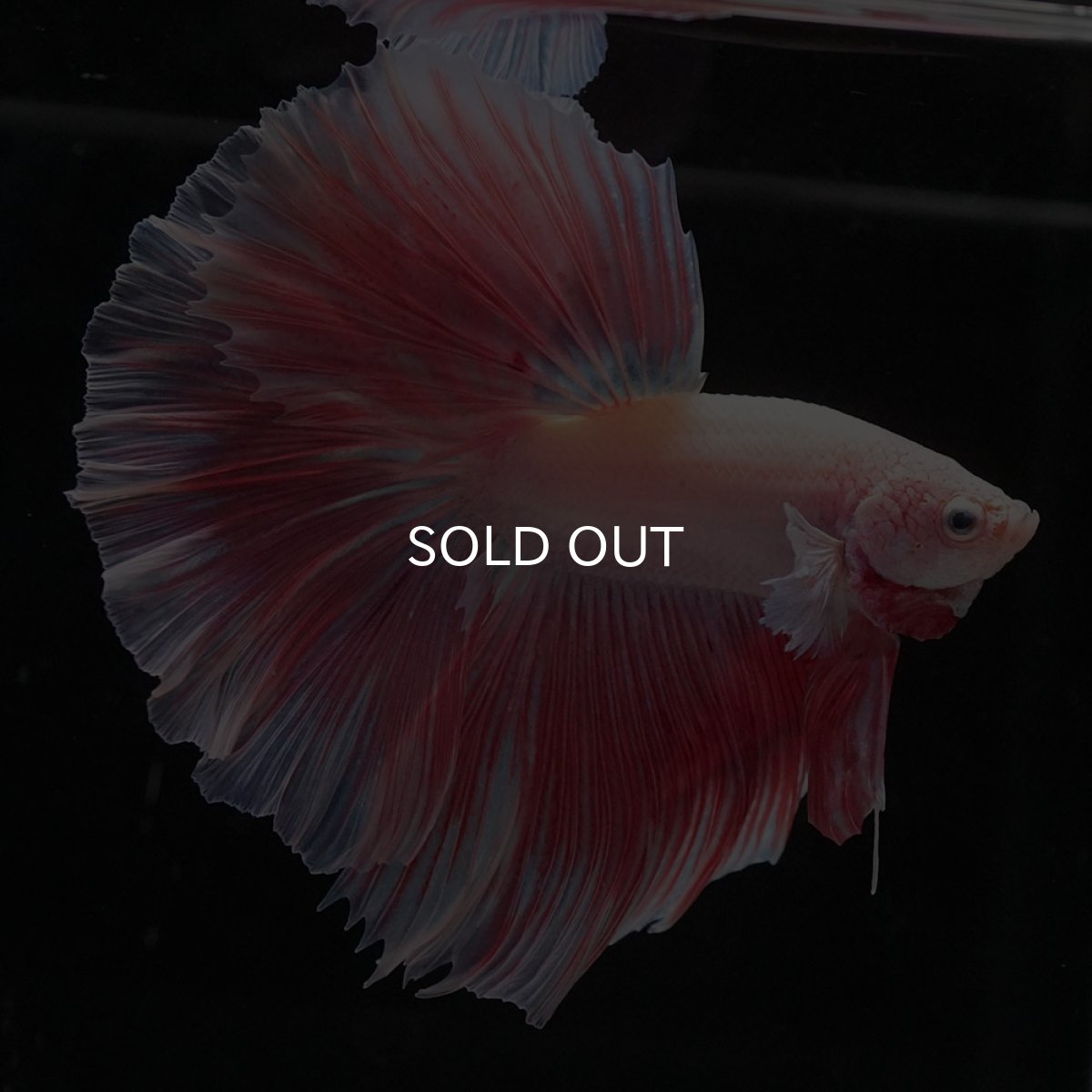 画像10: HM　ファンシー (10)