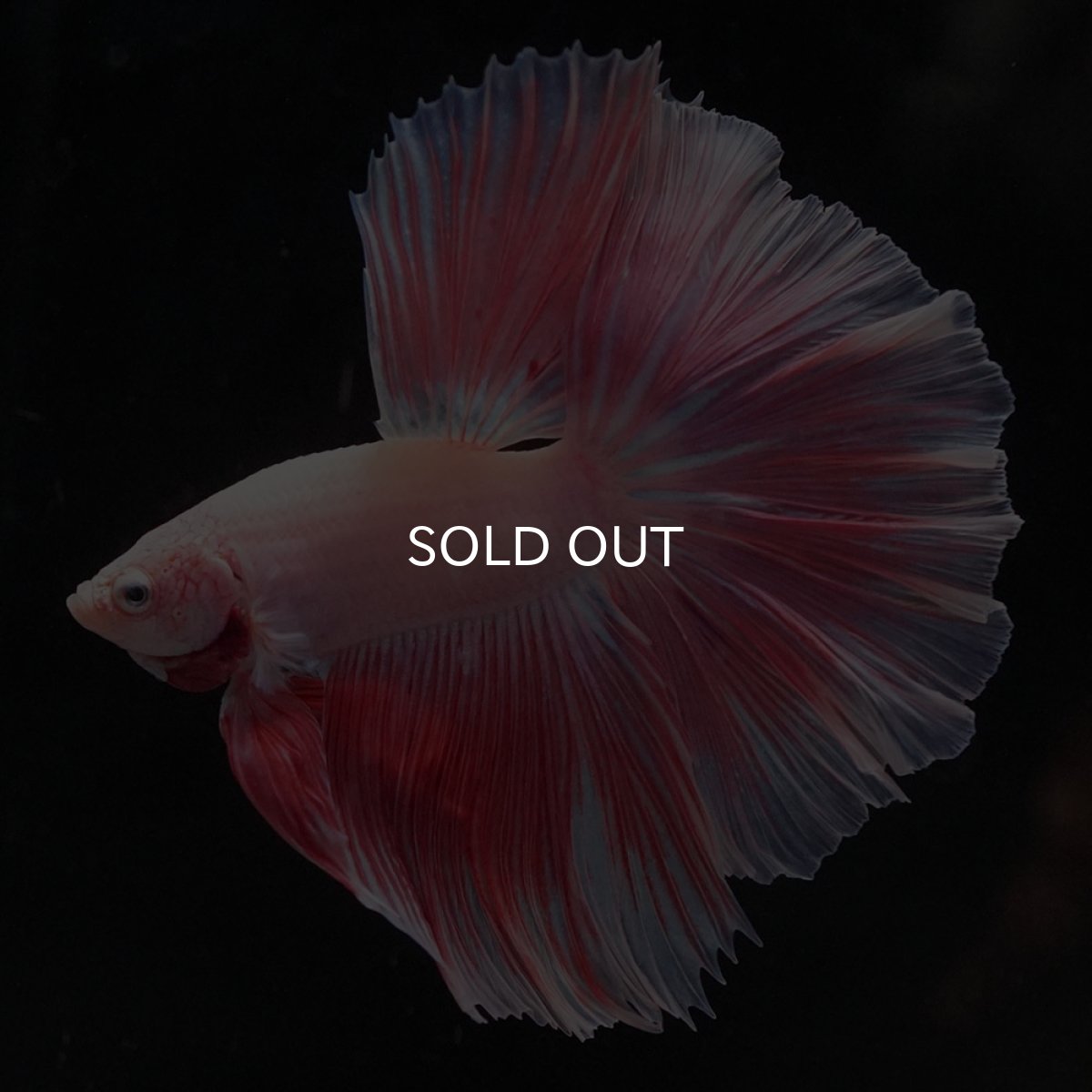 画像11: HM　ファンシー (11)