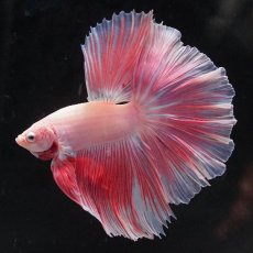 画像11: HM　ファンシー (11)