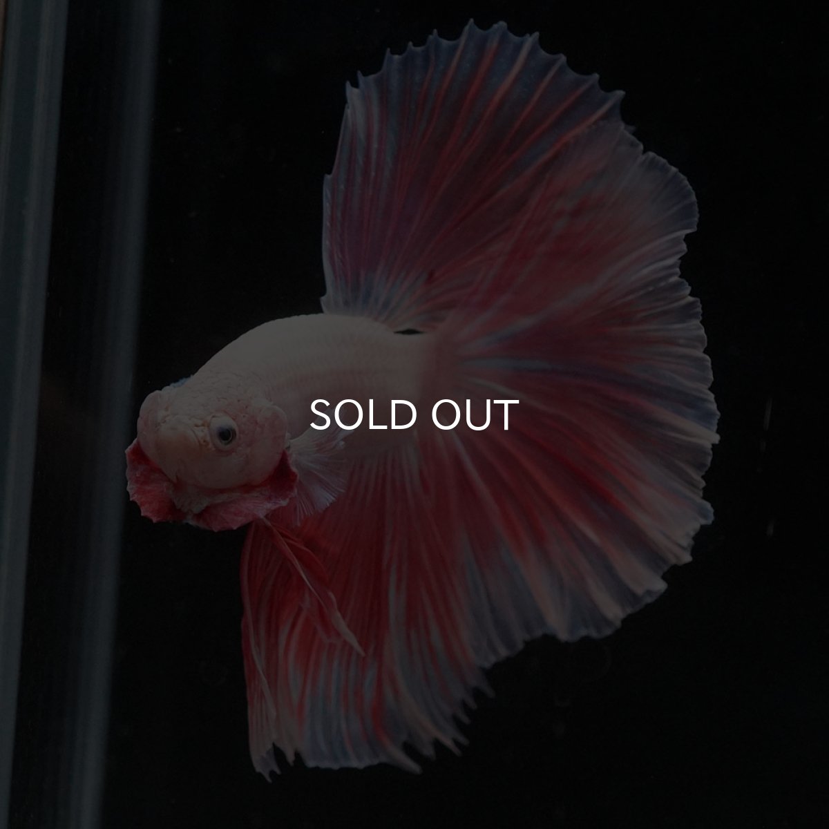 画像9: HM　ファンシー (9)