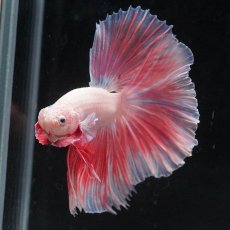 画像9: HM　ファンシー (9)