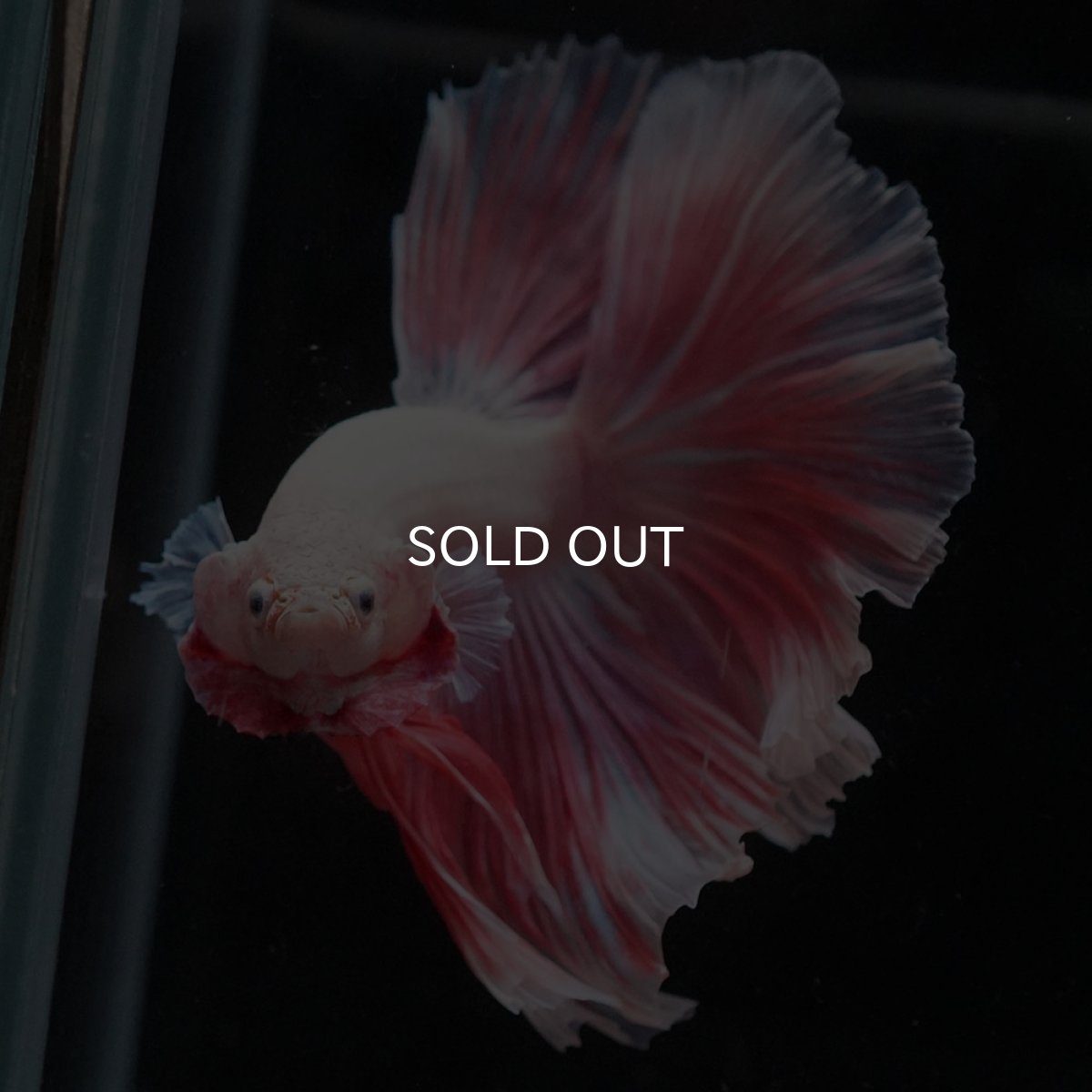 画像8: HM　ファンシー (8)