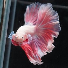 画像8: HM　ファンシー (8)