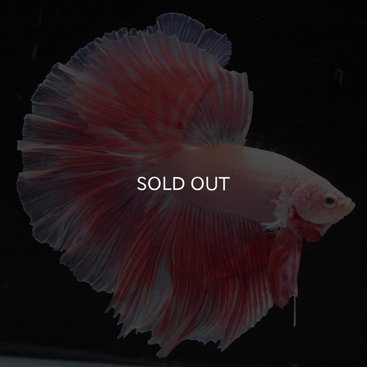 画像1: HM　ファンシー (1)