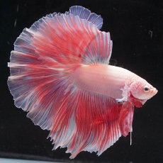 画像1: HM　ファンシー (1)