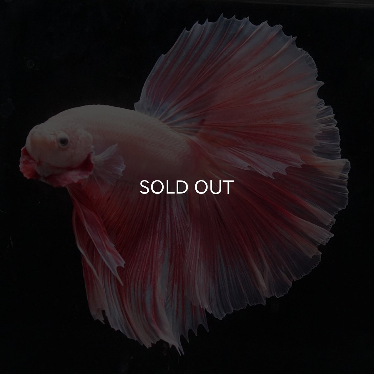 画像6: HM　ファンシー (6)