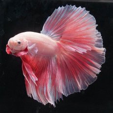 画像6: HM　ファンシー (6)