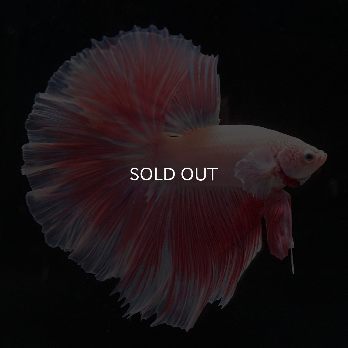 画像5: HM　ファンシー (5)