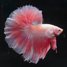 画像5: HM　ファンシー (5)