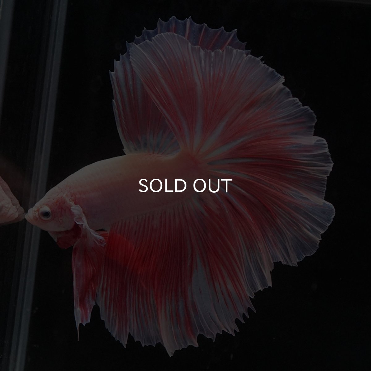 画像4: HM　ファンシー (4)