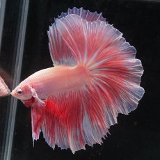 画像4: HM　ファンシー (4)