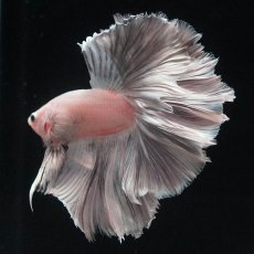 画像8: HM　ホワイトカッパー (8)