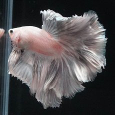 画像7: HM　ホワイトカッパー (7)