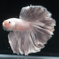 画像6: HM　ホワイトカッパー (6)