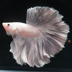 画像5: HM　ホワイトカッパー (5)