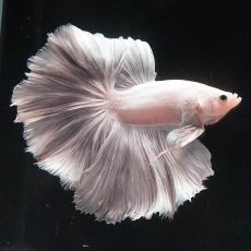 画像4: HM　ホワイトカッパー (4)