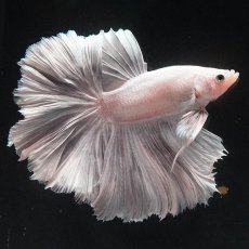 画像3: HM　ホワイトカッパー (3)