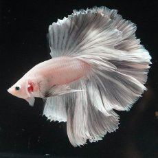 画像2: HM　ホワイトカッパー (2)