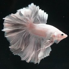 画像1: HM　ホワイトカッパー (1)