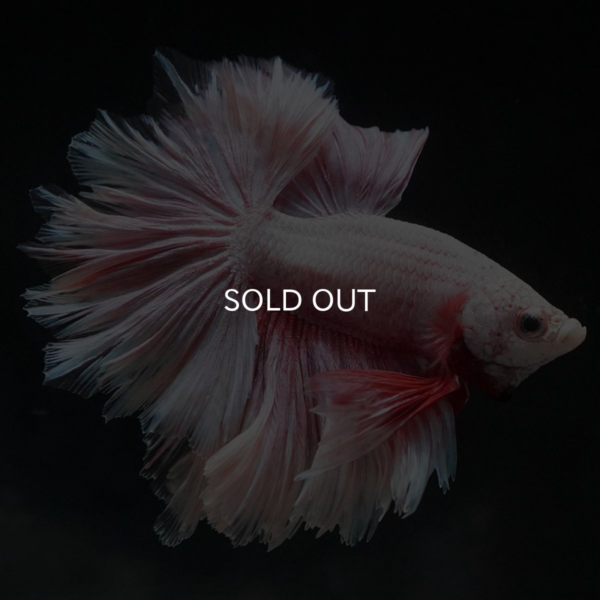 画像4: HM　ファンシー　フェザーテール (4)