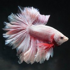 画像4: HM　ファンシー　フェザーテール (4)