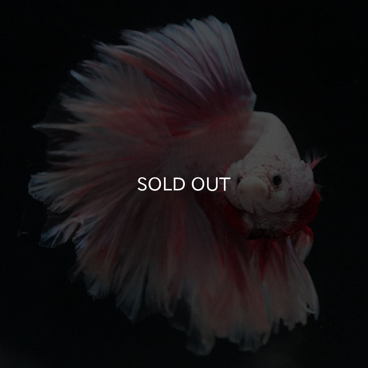 画像2: HM　ファンシー　フェザーテール (2)