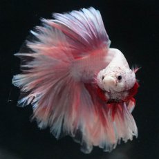 画像2: HM　ファンシー　フェザーテール (2)