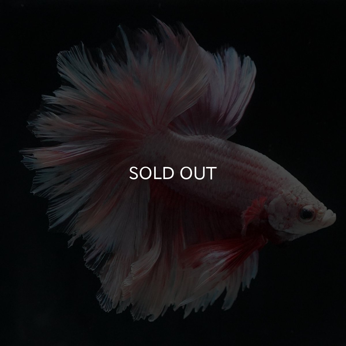 画像1: HM　ファンシー　フェザーテール (1)